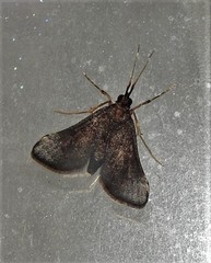 Piletocera macroperalis