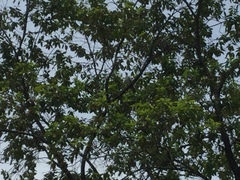 Ducula bicolor