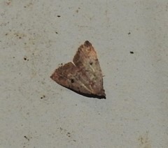 Tolpiodes oligolasia