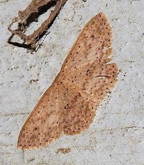 Cyclophora turneri