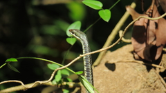 Dendrelaphis tristis