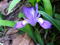 Iris cristata