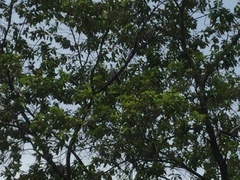 Ducula bicolor