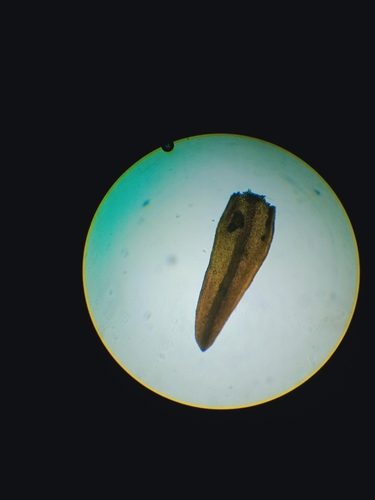 Andreaea australis observed 2023-12-19