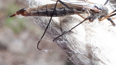Tipula scripta
