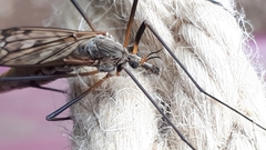 Tipula scripta