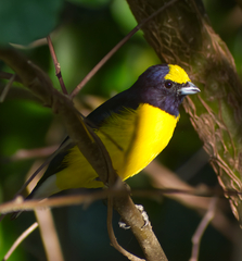West Mexican Euphonia photo 1