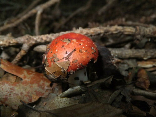 Russula