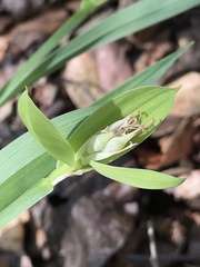 Carex latebracteata