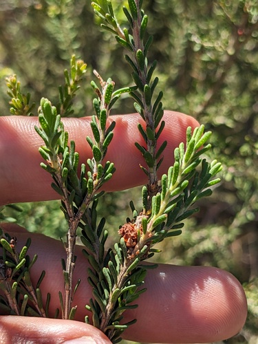 Melaleuca pustulata, photograph 5
