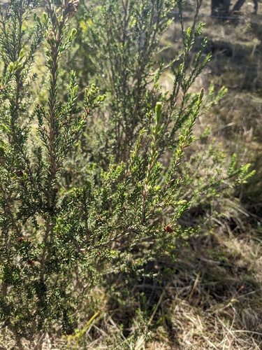 Melaleuca pustulata, photograph 6