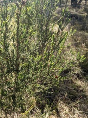 Melaleuca pustulata, photograph (c) Eric Knight, some rights reserved (CC BY)