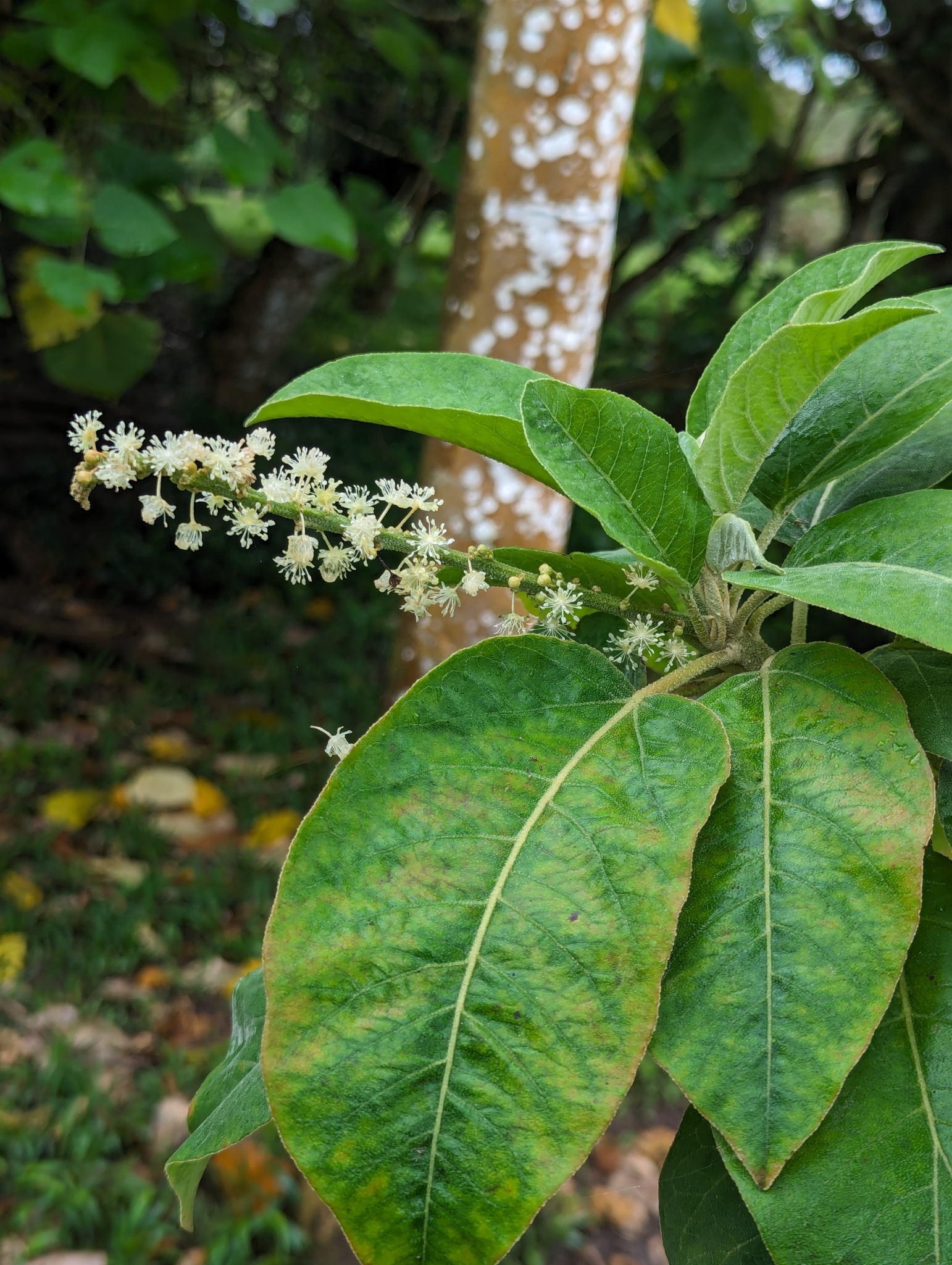 Croton scouleri var. grandifolius