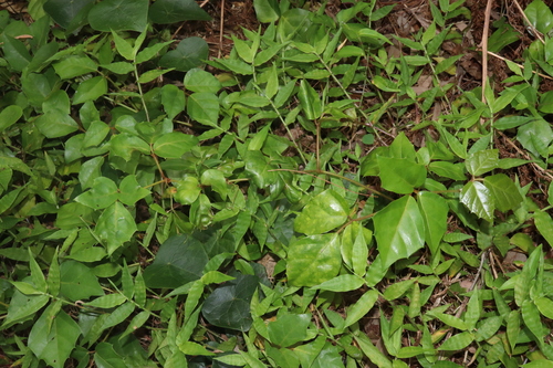 Image of Rhoicissus rhomboidea by (c) Thomas Mesaglio, some rights reserved (CC BY)