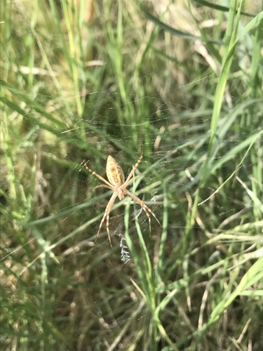 Banded Garden Spider