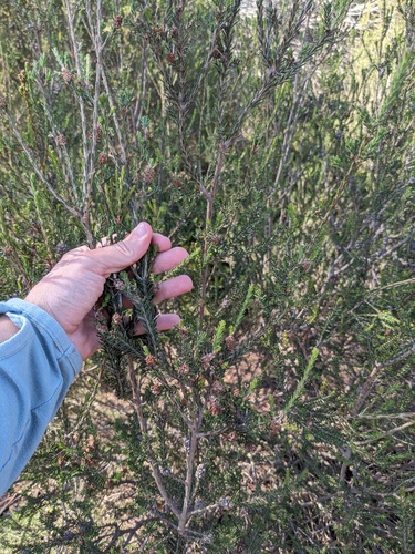 Melaleuca pustulata, photograph 4
