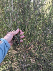(c) Eric Knight, some rights reserved (CC BY) Melaleuca pustulata, photograph (c) Eric Knight, some rights reserved (CC BY)