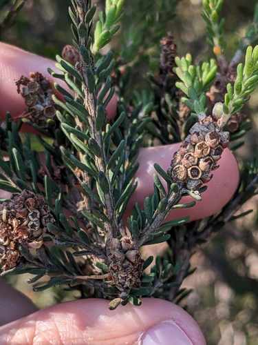 Melaleuca pustulata