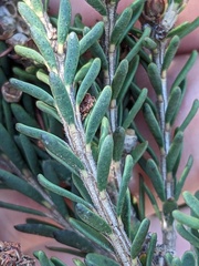 (c) Eric Knight, some rights reserved (CC BY) Melaleuca pustulata, photograph (c) Eric Knight, some rights reserved (CC BY)
