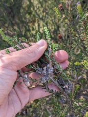 (c) Eric Knight, some rights reserved (CC BY) Melaleuca pustulata, photograph (c) Eric Knight, some rights reserved (CC BY)