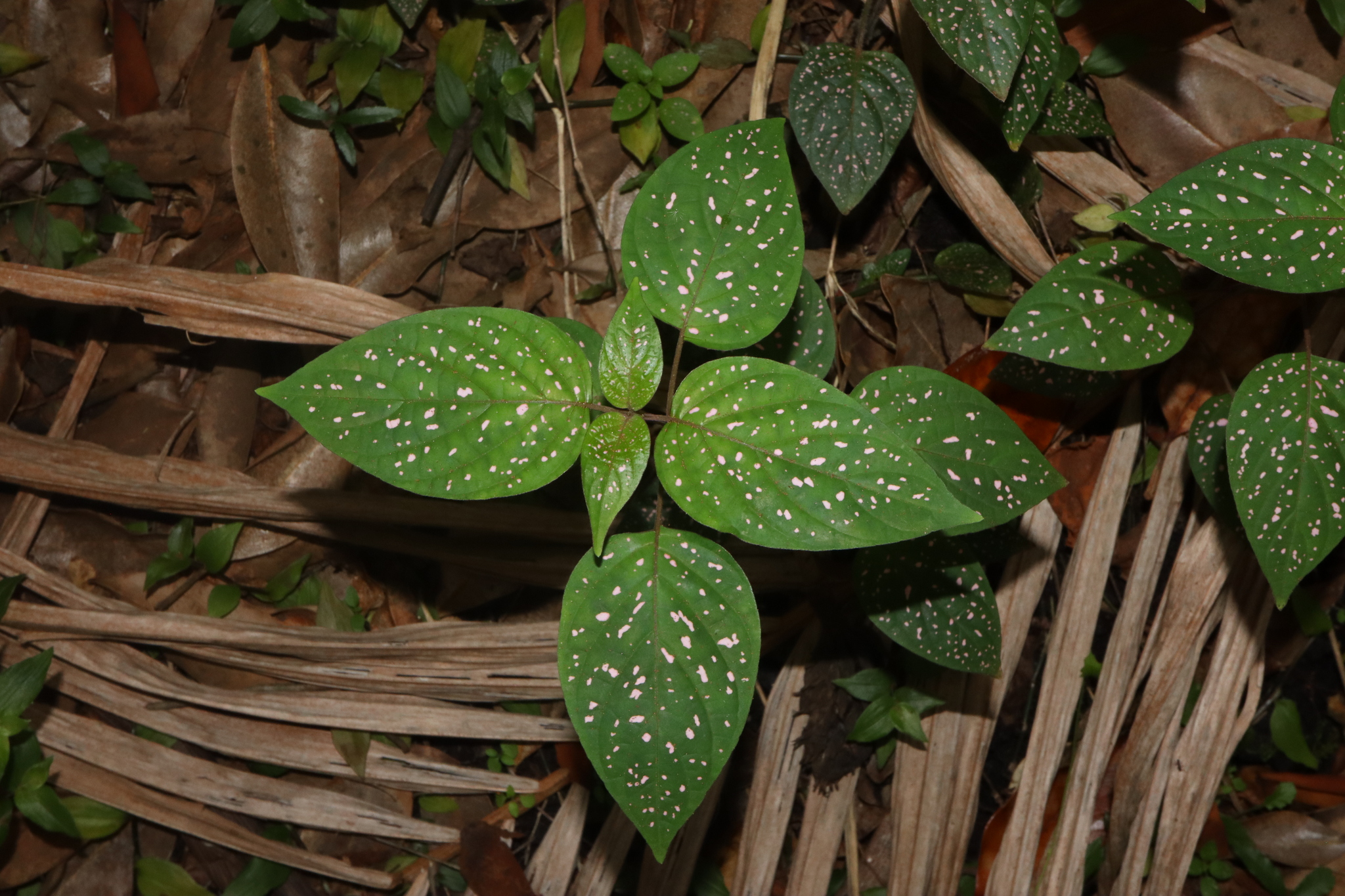 Imagem de Planta-pintada