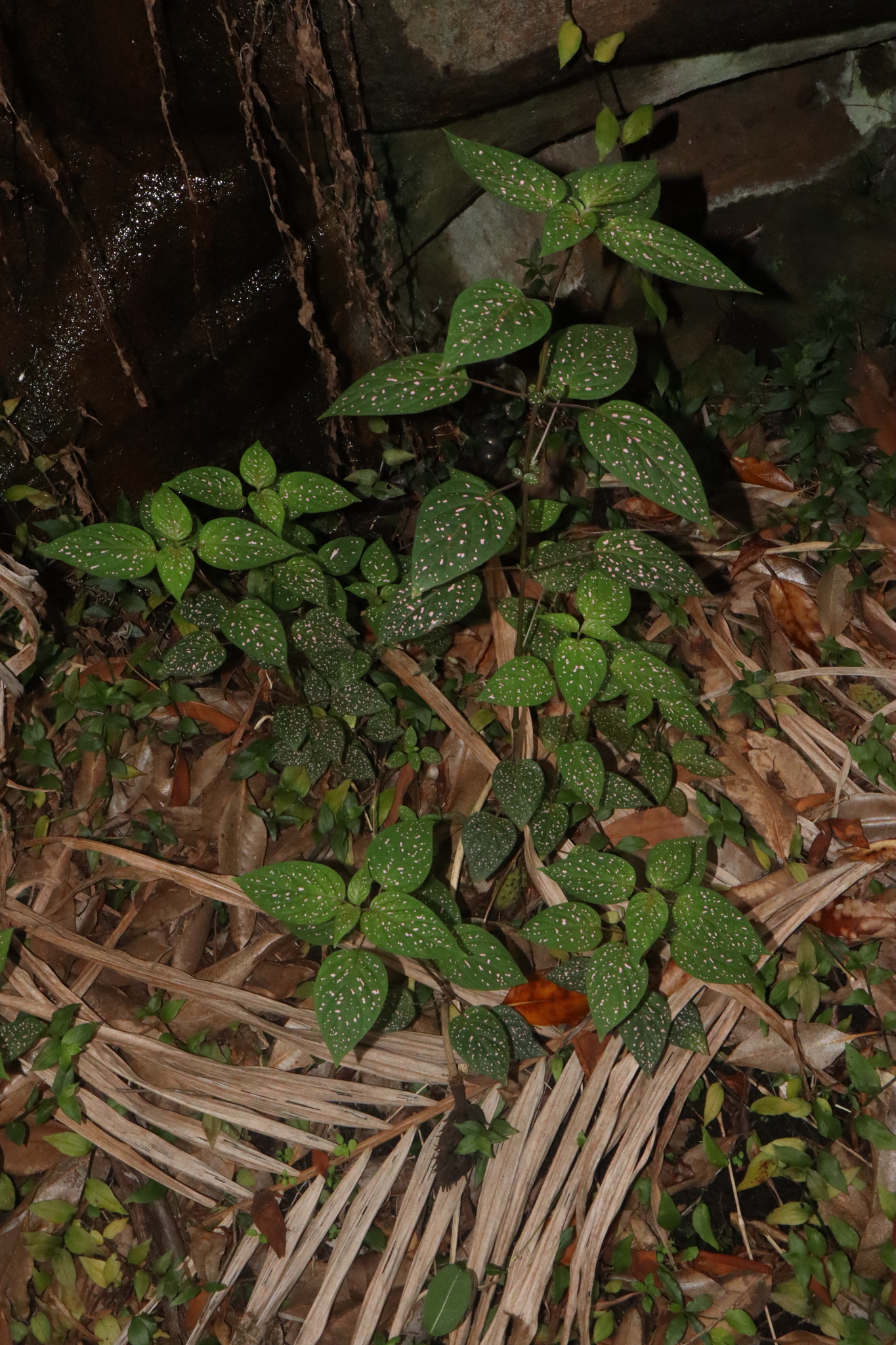 Imagem de Planta-pintada