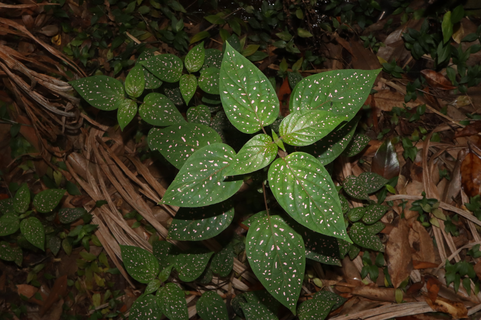 Imagem de Planta-pintada