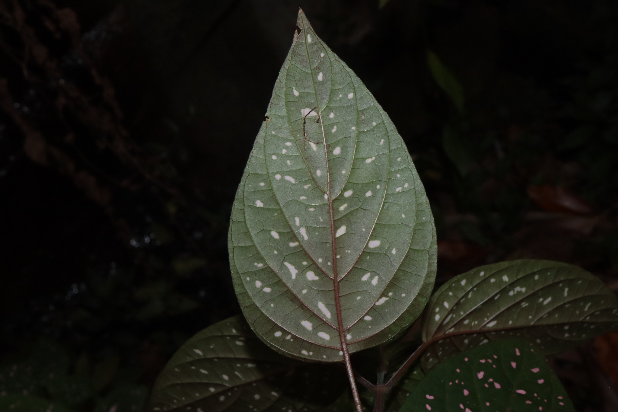 Imagem de Planta-pintada