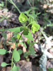 Euphorbia ouachitana