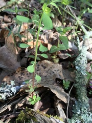 Euphorbia ouachitana
