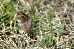 Petrophora subaequaria