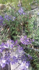 Lupinus excubitus