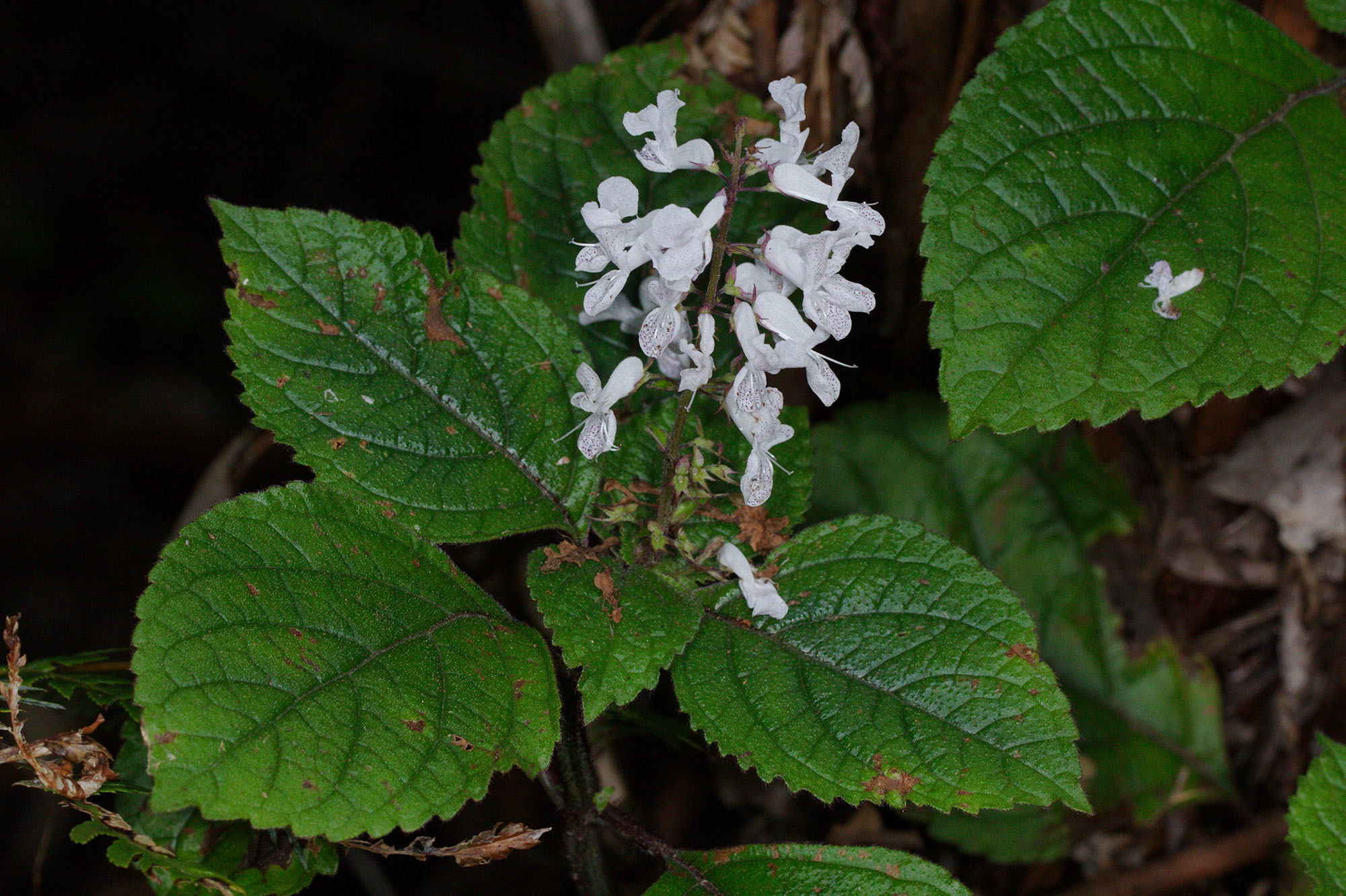Plectranthus ciliatus