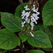 Plectranthus ciliatus - Photo (c) Lek Khauv, μερικά δικαιώματα διατηρούνται (CC BY), uploaded by Lek Khauv