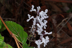 Plectranthus ciliatus