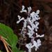Plectranthus ciliatus - Photo (c) Lek Khauv,  זכויות יוצרים חלקיות (CC BY), uploaded by Lek Khauv