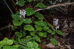 Plectranthus ciliatus