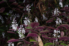 Plectranthus ciliatus