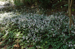 Plectranthus ciliatus