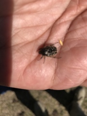 Oxythyrea funesta