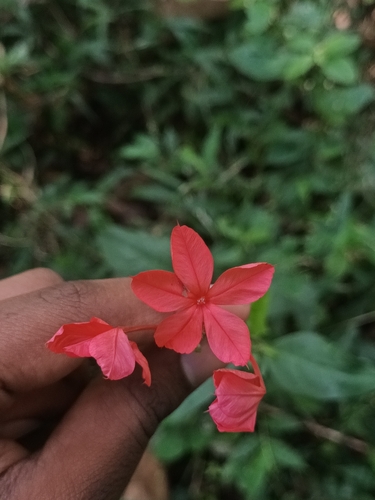 Image of Plumbago indica by (c) Pranav Chandra Bose, some rights reserved (CC BY)