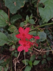 Plumbago indica, photograph (c) Pranav Chandra Bose, some rights reserved (CC BY)