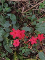 Plumbago indica, photograph (c) Pranav Chandra Bose, some rights reserved (CC BY)