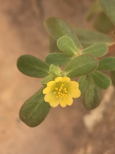 Common Purslane