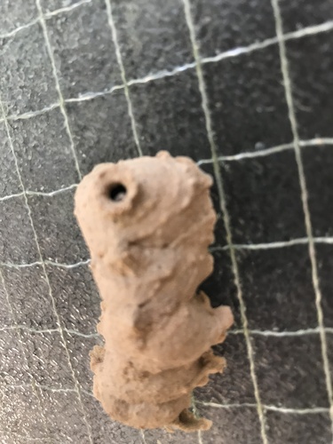 Potter and Mason Wasps