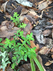 Galium pilosum