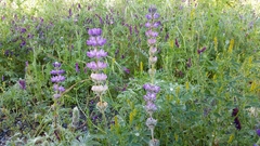 Lupinus densiflorus