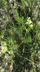 Lomatium roseanum