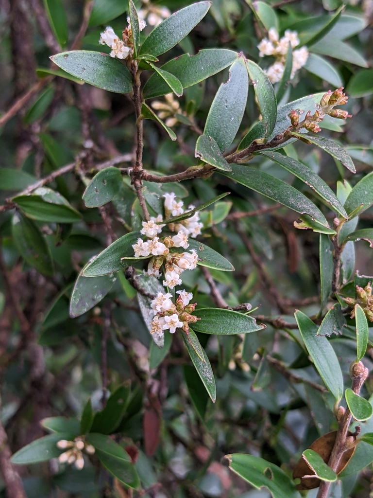 mountain tree heath