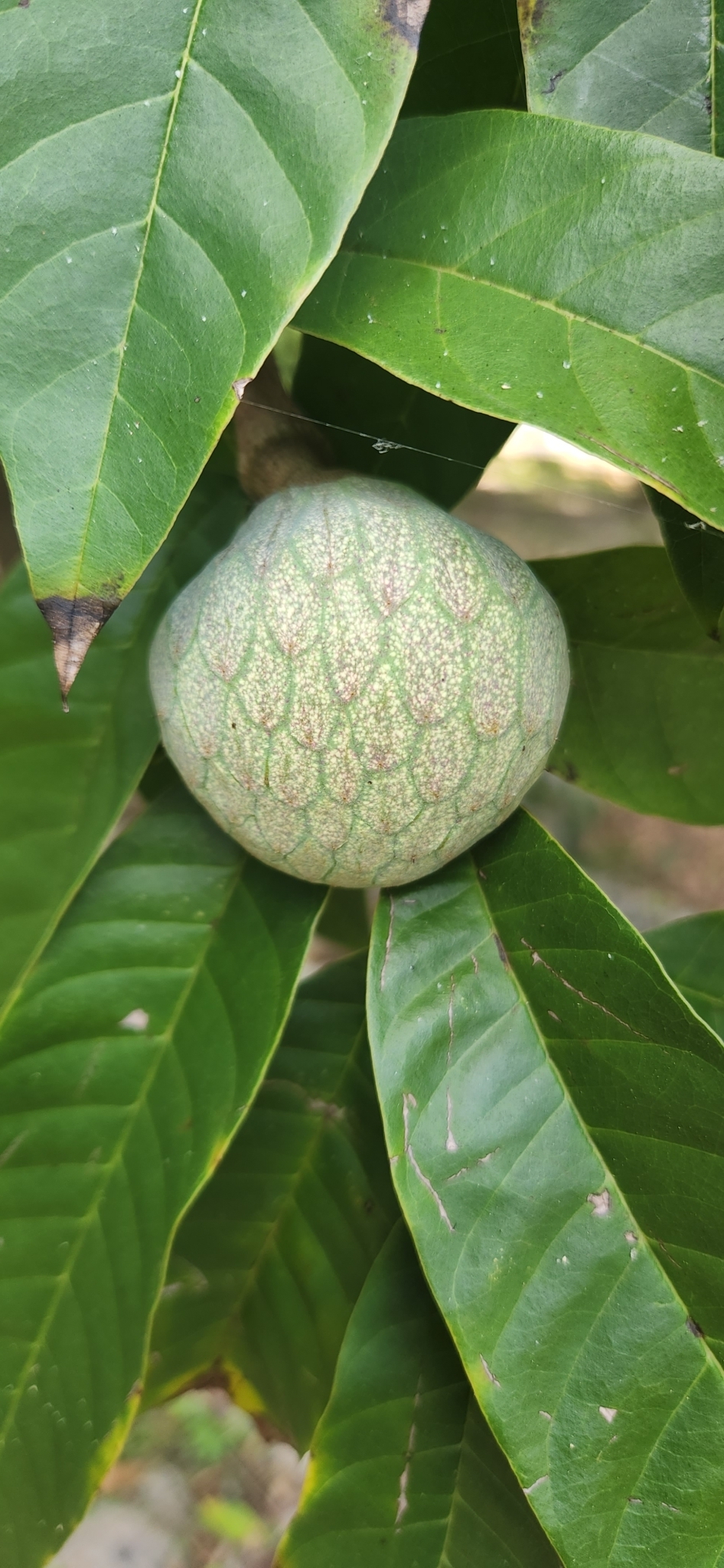 Imagem de Fruta-de-condessa